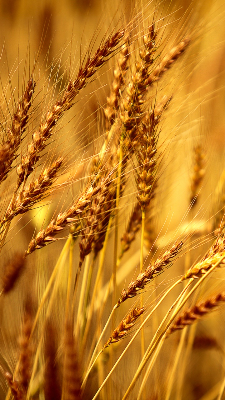 Brown Wheat Field During Daytime. Wallpaper in 720x1280 Resolution