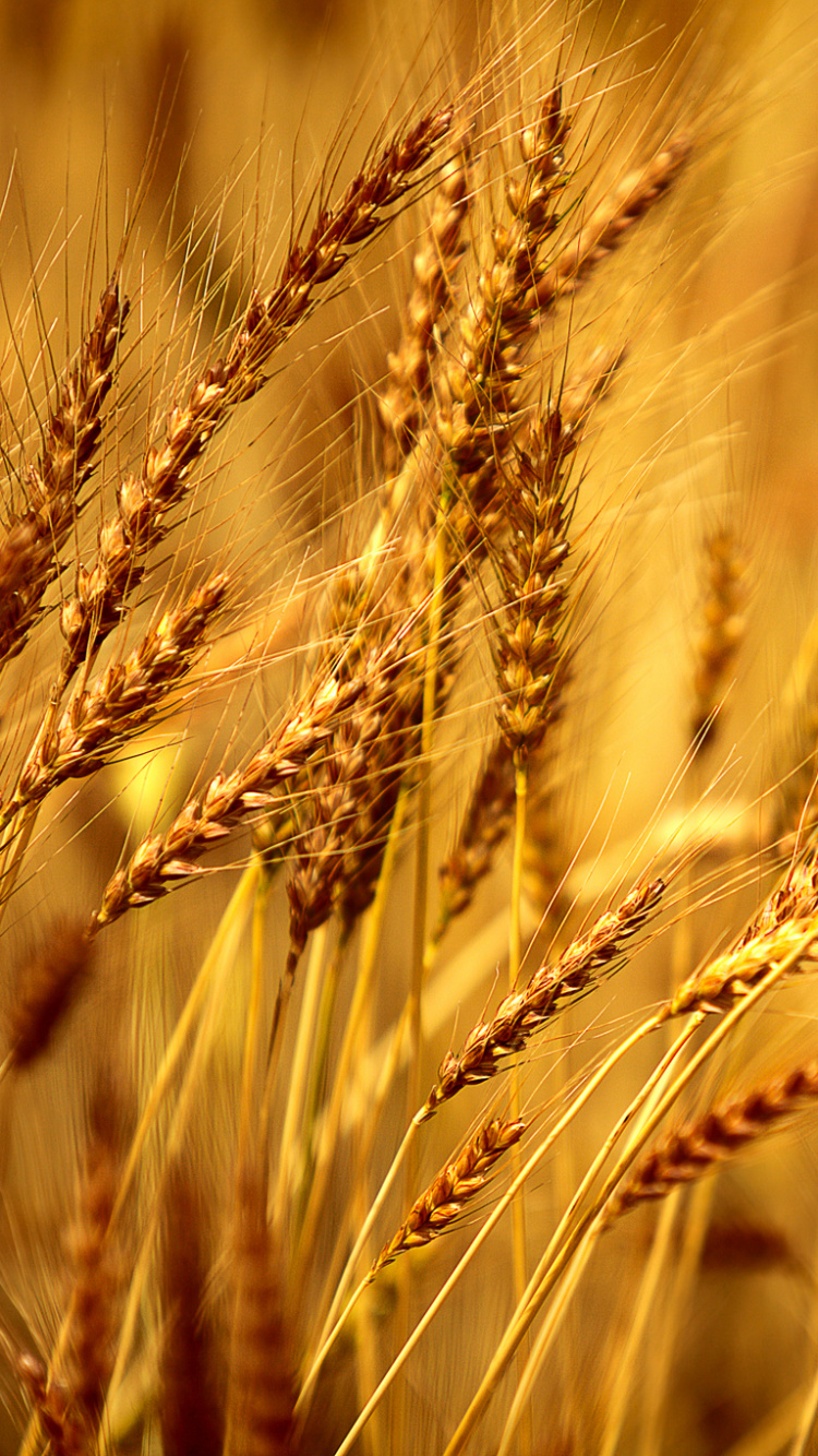 Braunes Weizenfeld Tagsüber Wheat. Wallpaper in 750x1334 Resolution