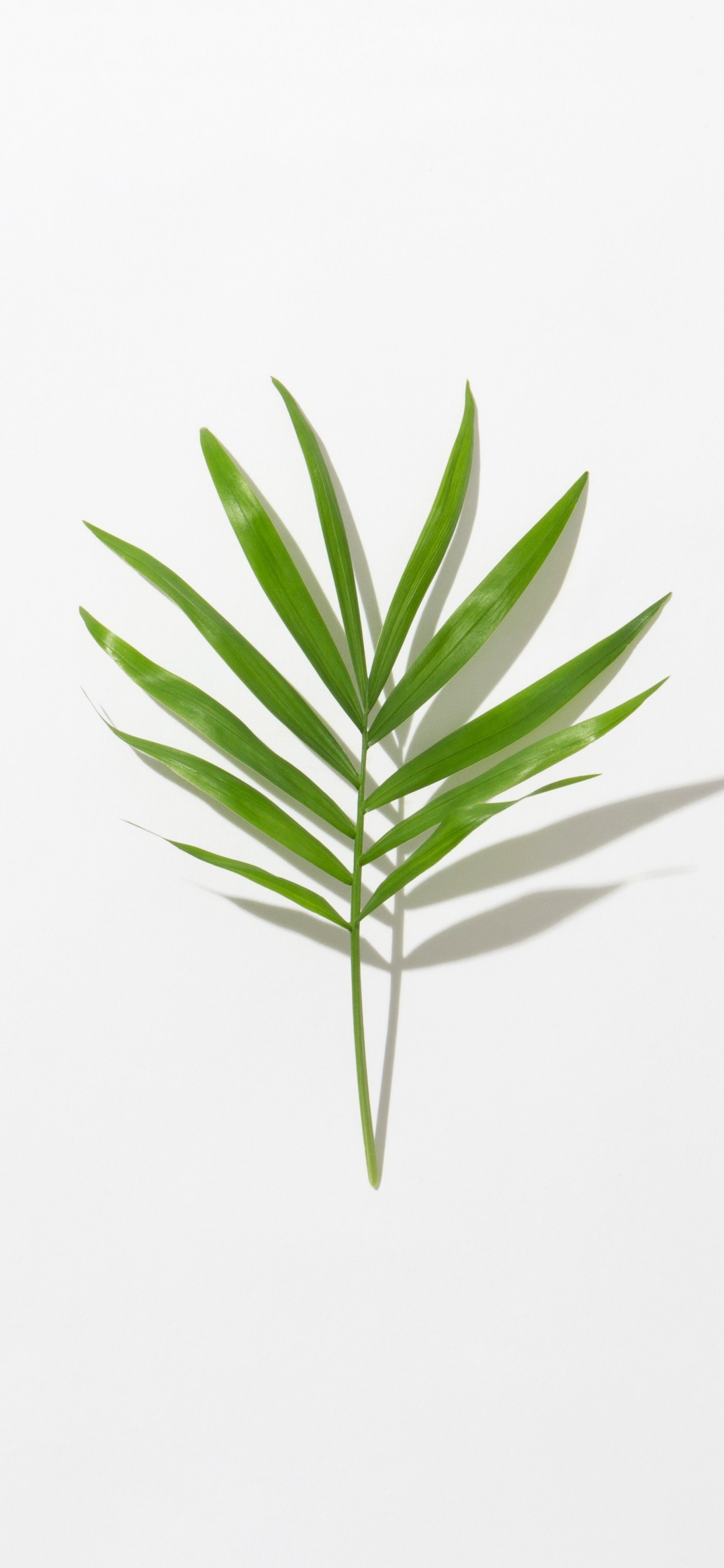 Feuille Verte Sur Fond Blanc. Wallpaper in 1242x2688 Resolution