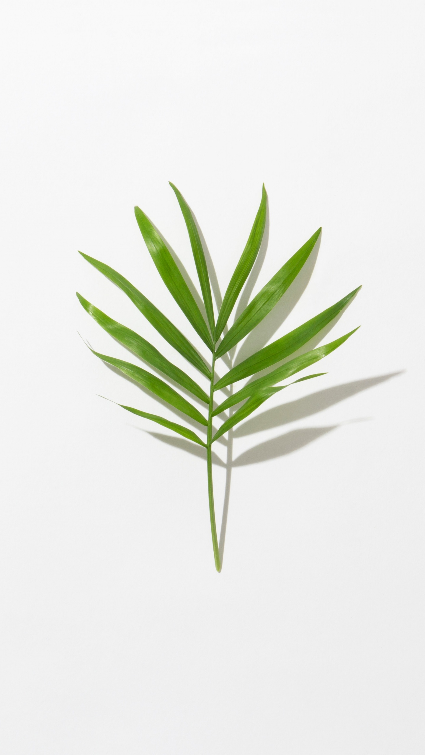 Green Leaf on White Background. Wallpaper in 1440x2560 Resolution