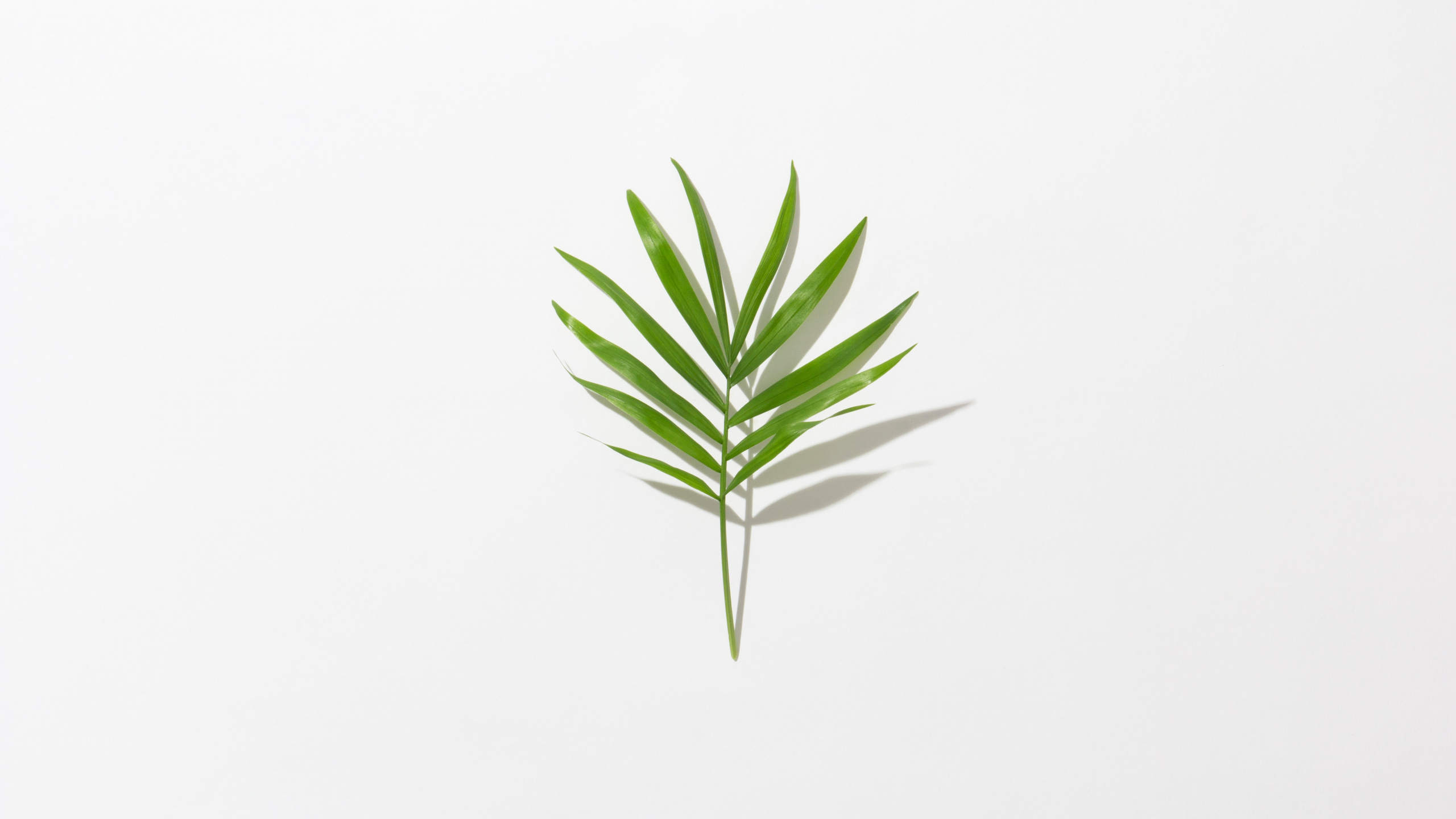 Green Leaf on White Background. Wallpaper in 2560x1440 Resolution