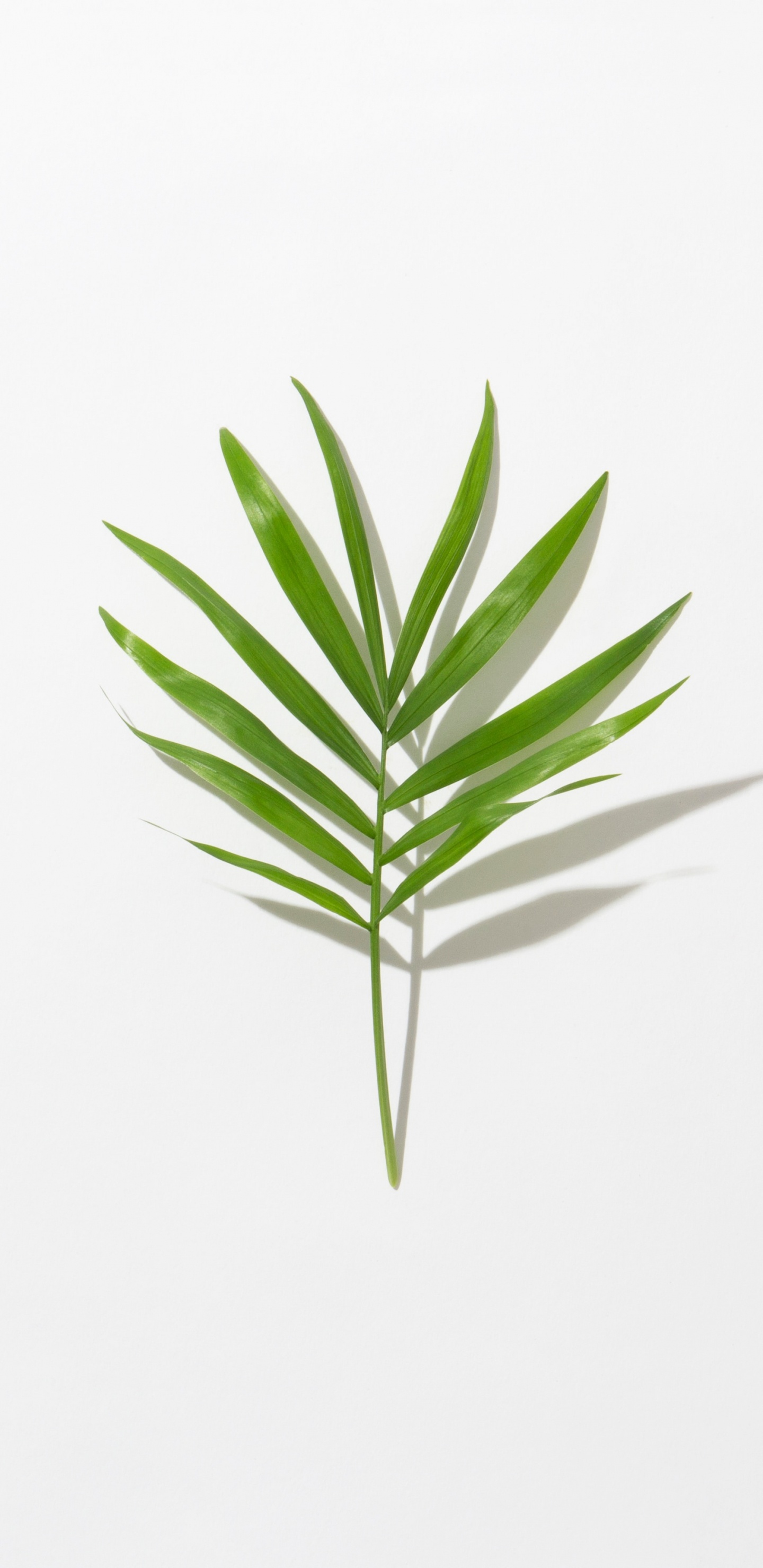 绿色的, 草, 简约, 的生活, 植物干 壁纸 1440x2960 允许