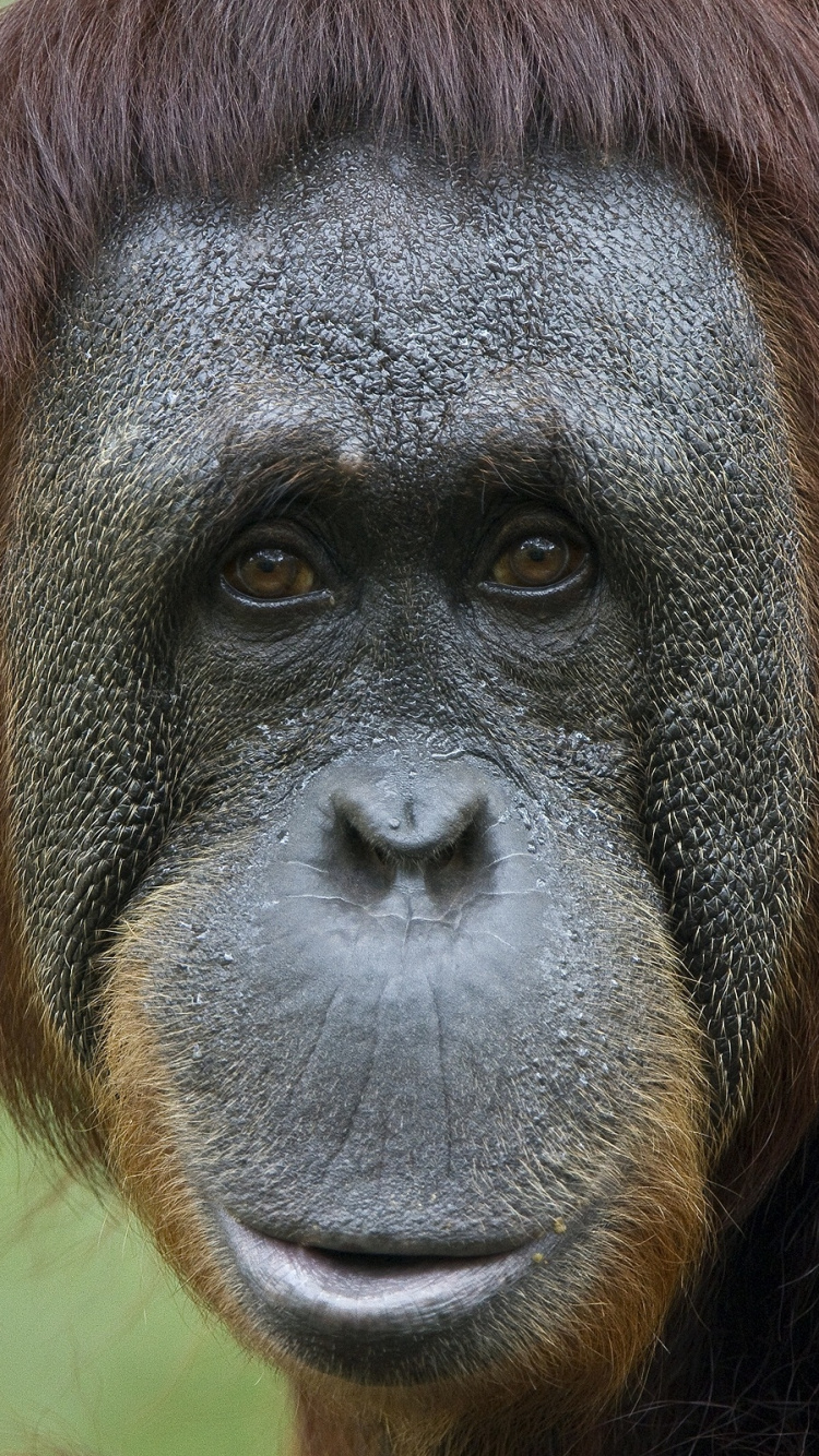 Singe Brun et Noir en Photographie Rapprochée. Wallpaper in 750x1334 Resolution