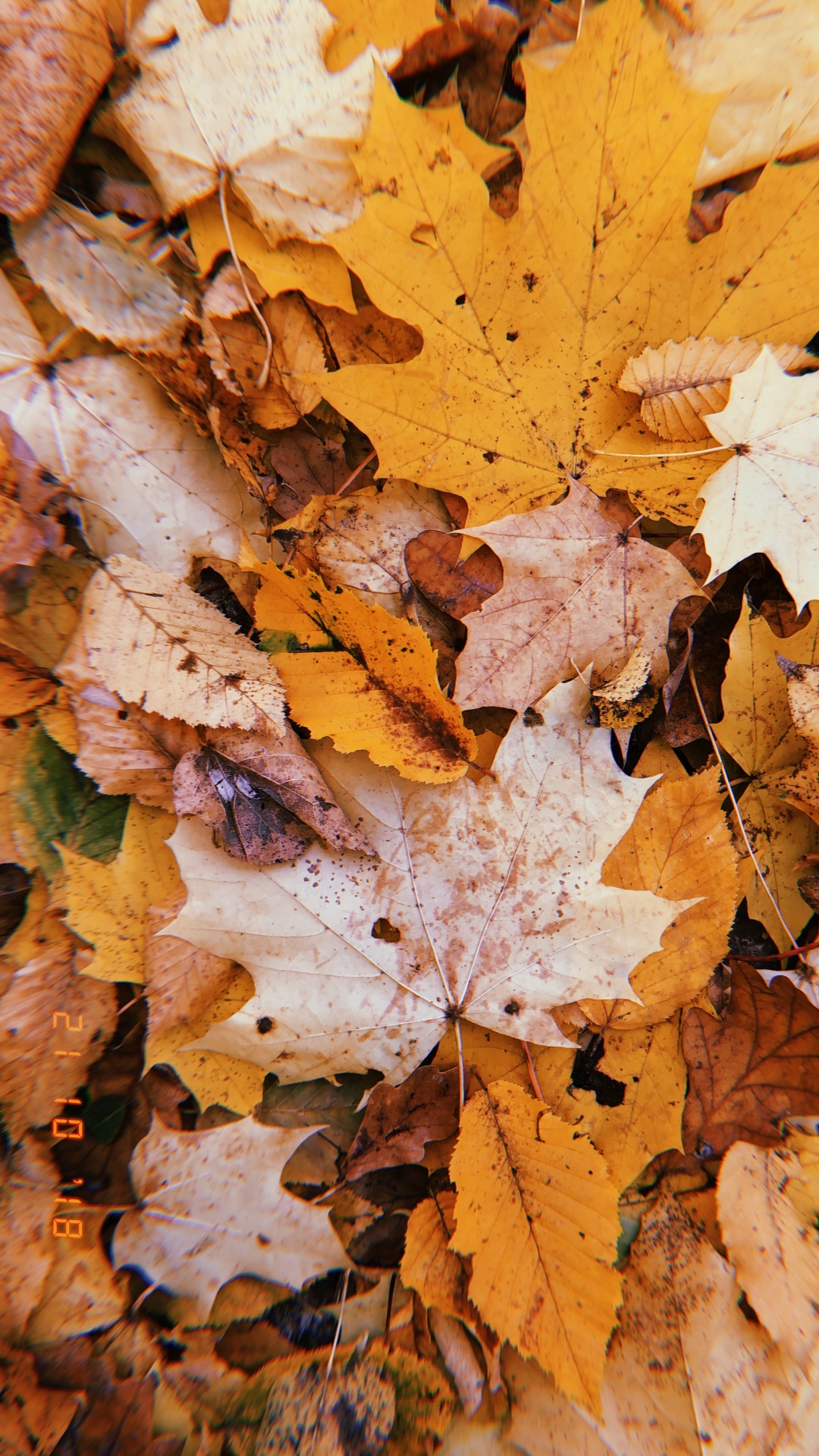 Blatt, Herbst, Zweig, Wissenschaft, Biologie. Wallpaper in 1080x1920 Resolution