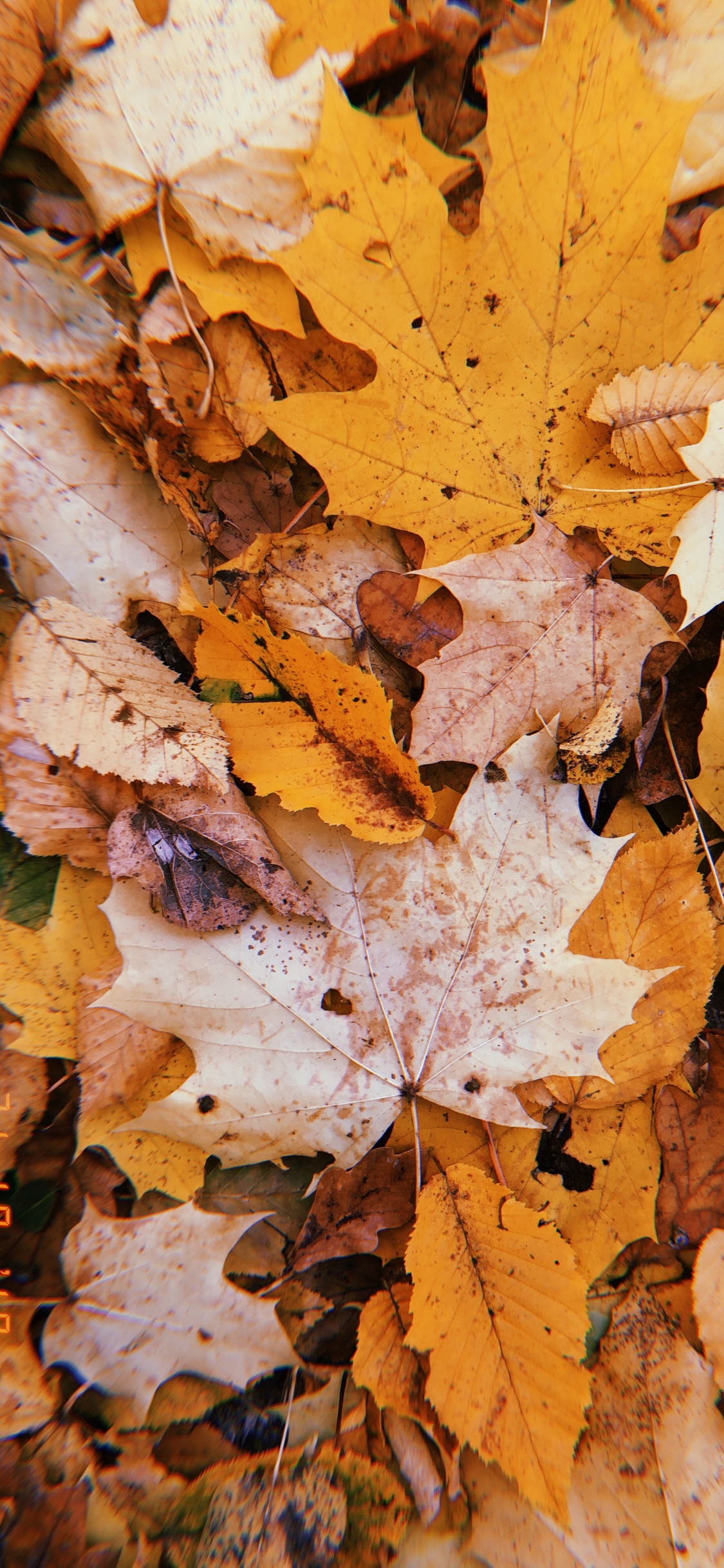 Blatt, Herbst, Zweig, Wissenschaft, Biologie. Wallpaper in 1125x2436 Resolution