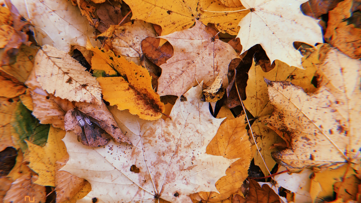 Blatt, Herbst, Zweig, Wissenschaft, Biologie. Wallpaper in 1366x768 Resolution