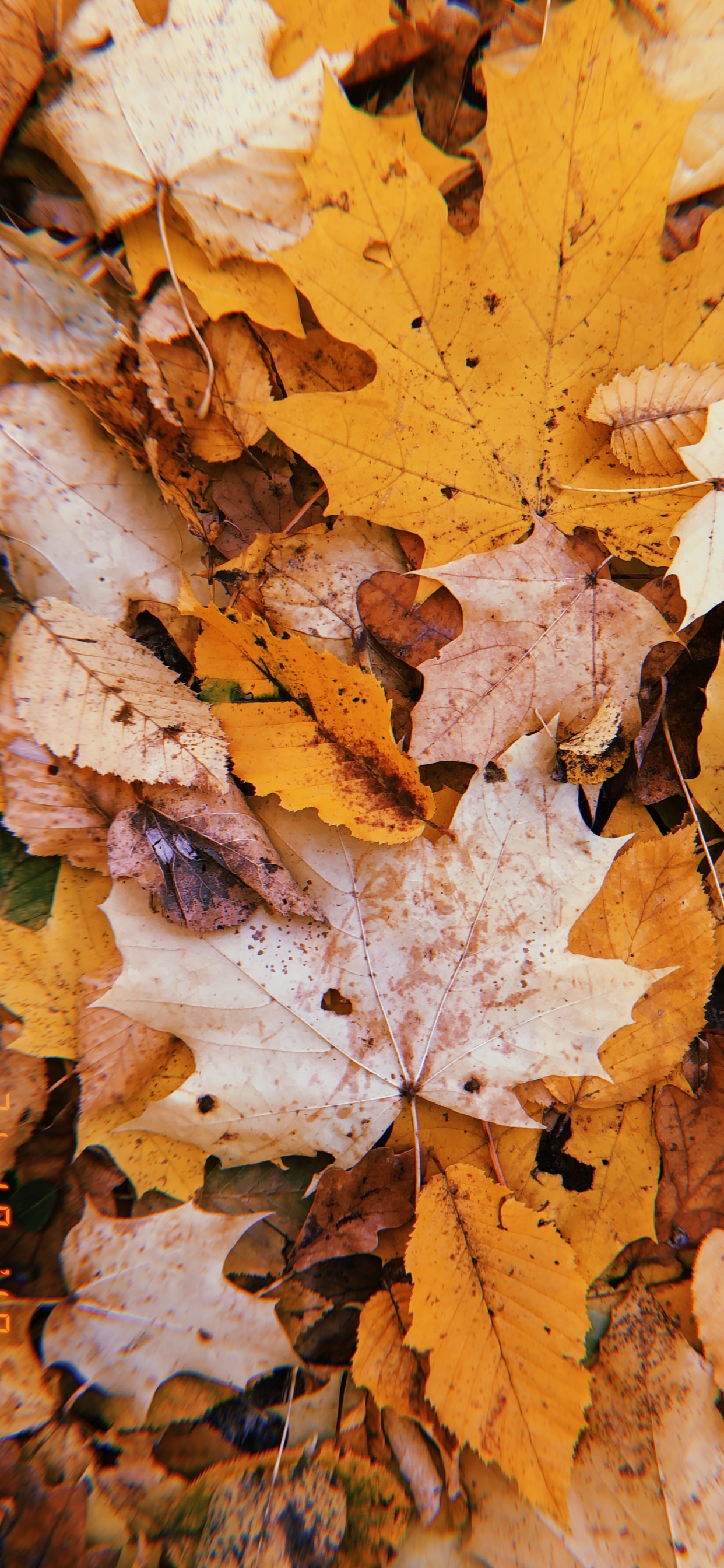 Feuille, Rameau, Sciences, Biologie, Plante. Wallpaper in 1242x2688 Resolution