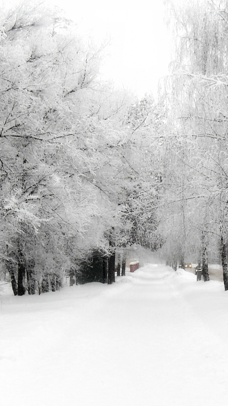 Camino Cubierto de Nieve Entre Árboles Desnudos Durante el Día. Wallpaper in 750x1334 Resolution