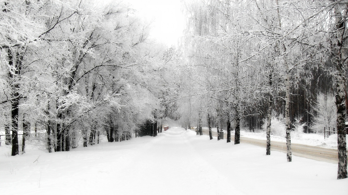 Snow Covered Road Between Bare Trees During Daytime. Wallpaper in 1366x768 Resolution