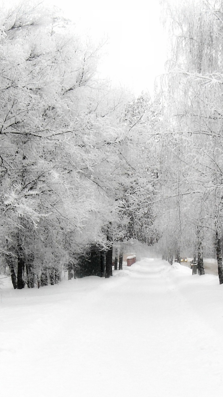 Route Couverte de Neige Entre Les Arbres Nus Pendant la Journée. Wallpaper in 720x1280 Resolution