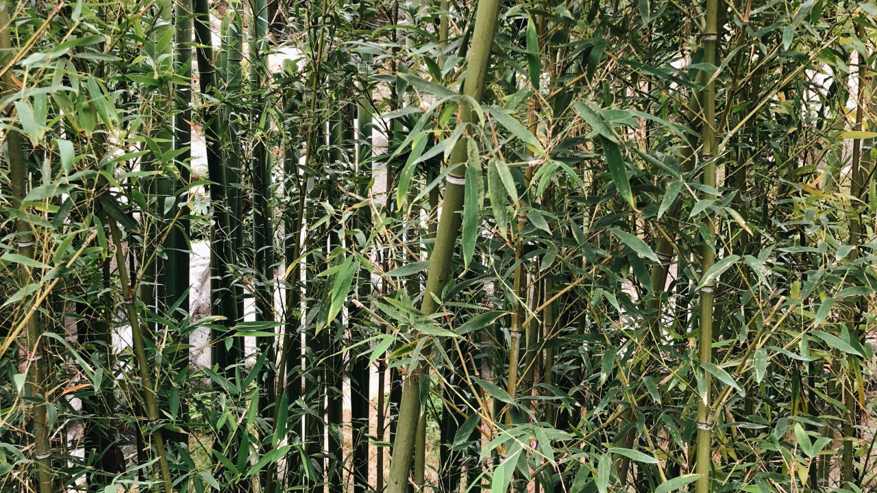 Vegetation, Heideflächen, Botanik, Terrestrische Pflanzen, Pflanzen-Stammzellen. Wallpaper in 1280x720 Resolution