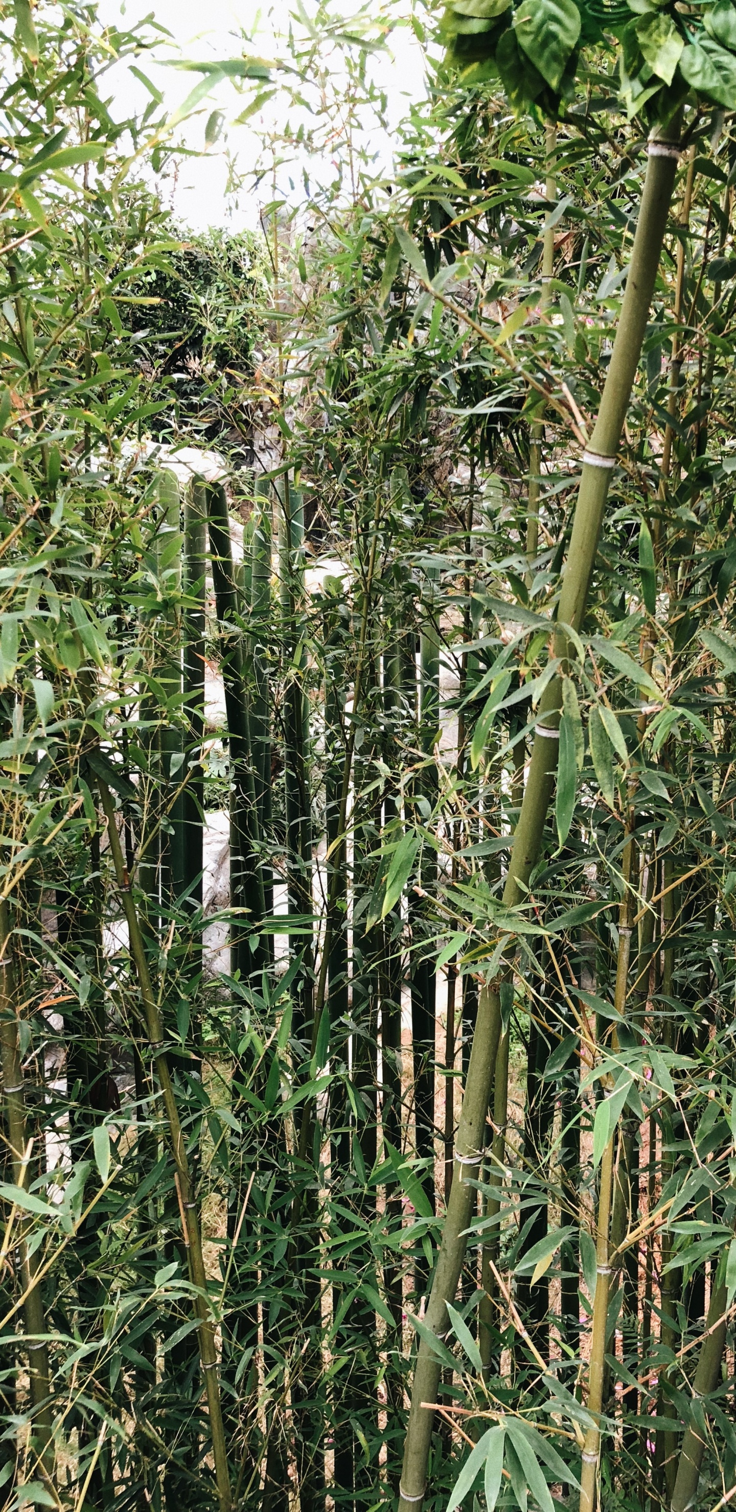 Vegetation, Heideflächen, Botanik, Terrestrische Pflanzen, Pflanzen-Stammzellen. Wallpaper in 1440x2960 Resolution