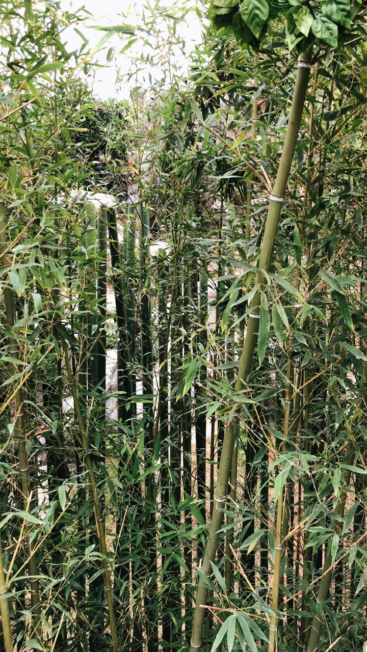 Vegetation, Heideflächen, Botanik, Terrestrische Pflanzen, Pflanzen-Stammzellen. Wallpaper in 720x1280 Resolution