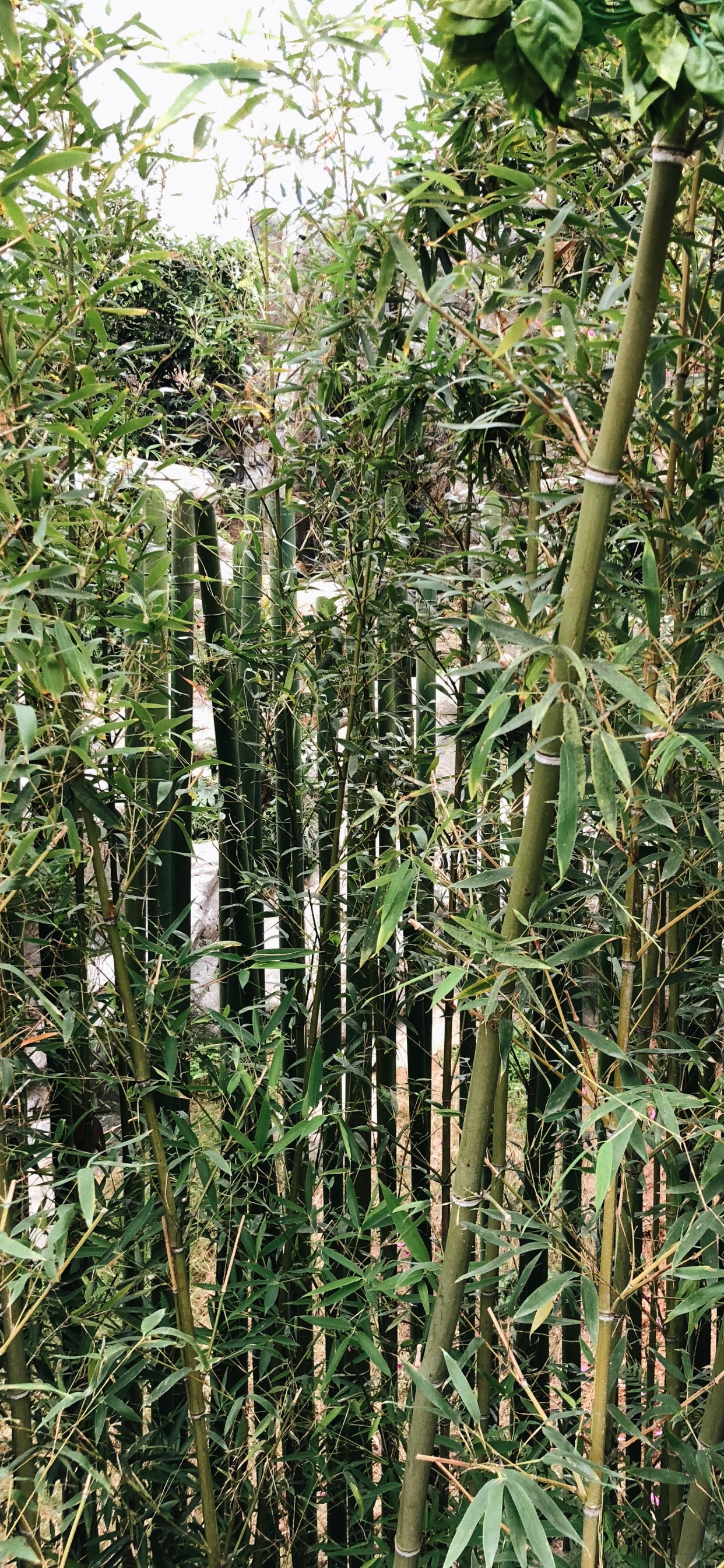 Végétation, Les Landes, Botanique, Plante Terrestre, Tige de la Plante. Wallpaper in 1242x2688 Resolution