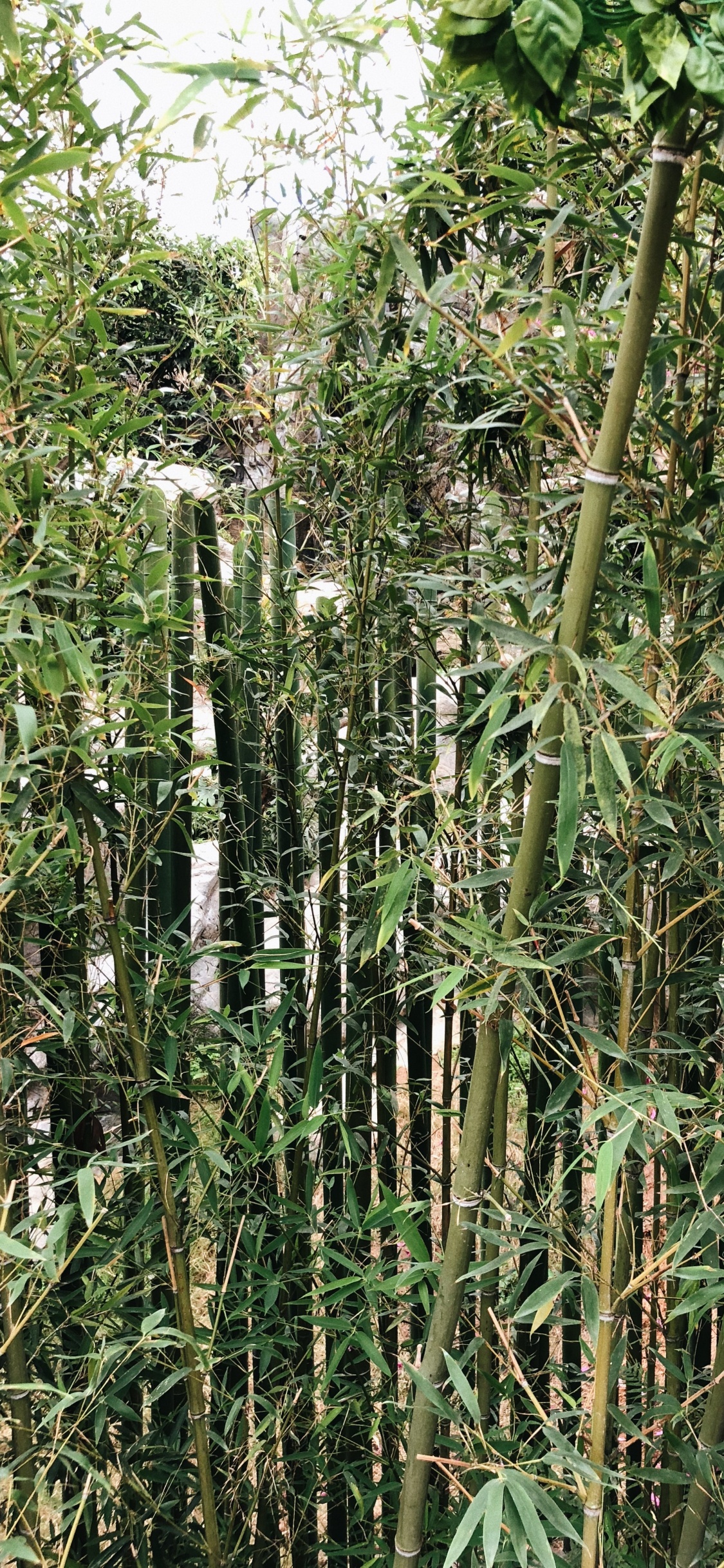 Vegetation, Shrubland, Grasses, Botany, Terrestrial Plant. Wallpaper in 1125x2436 Resolution