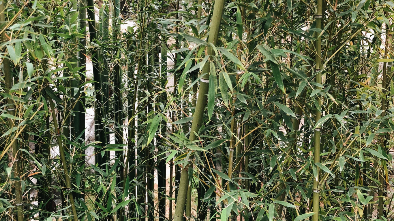 Vegetation, Shrubland, Grasses, Botany, Terrestrial Plant. Wallpaper in 1366x768 Resolution