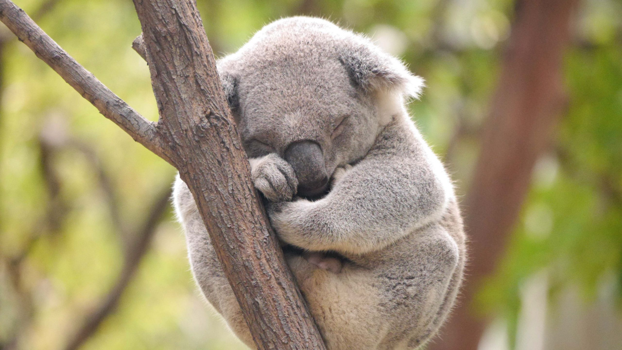 Oso Koala en la Rama de un Árbol Marrón Durante el Día. Wallpaper in 1280x720 Resolution