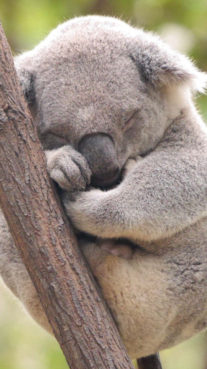 Koala Sur Une Branche D'arbre Brun Pendant la Journée. Wallpaper in 720x1280 Resolution