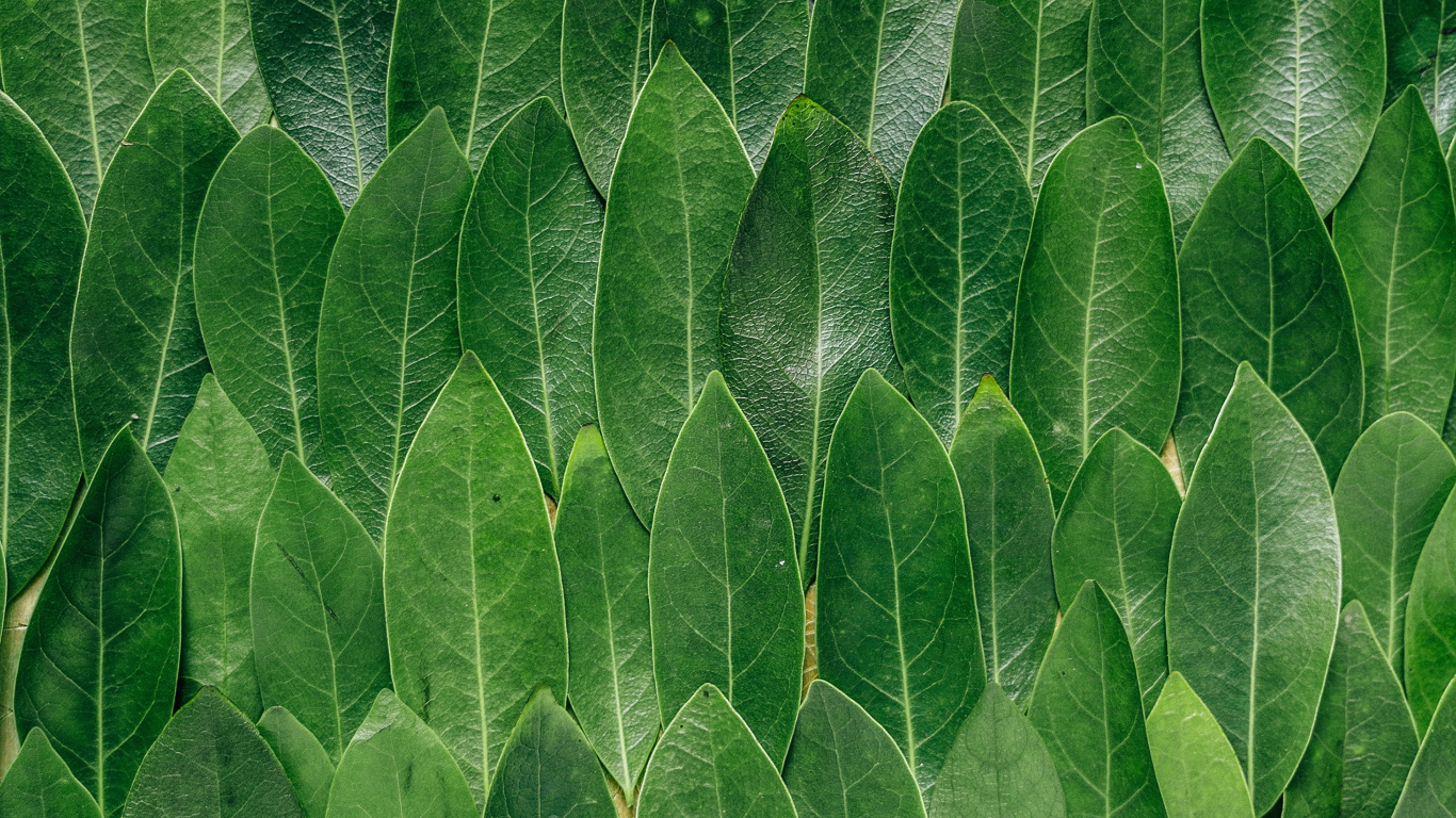 Water Droplets on Green Leaf. Wallpaper in 1366x768 Resolution