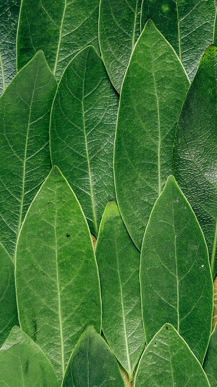 Water Droplets on Green Leaf. Wallpaper in 720x1280 Resolution