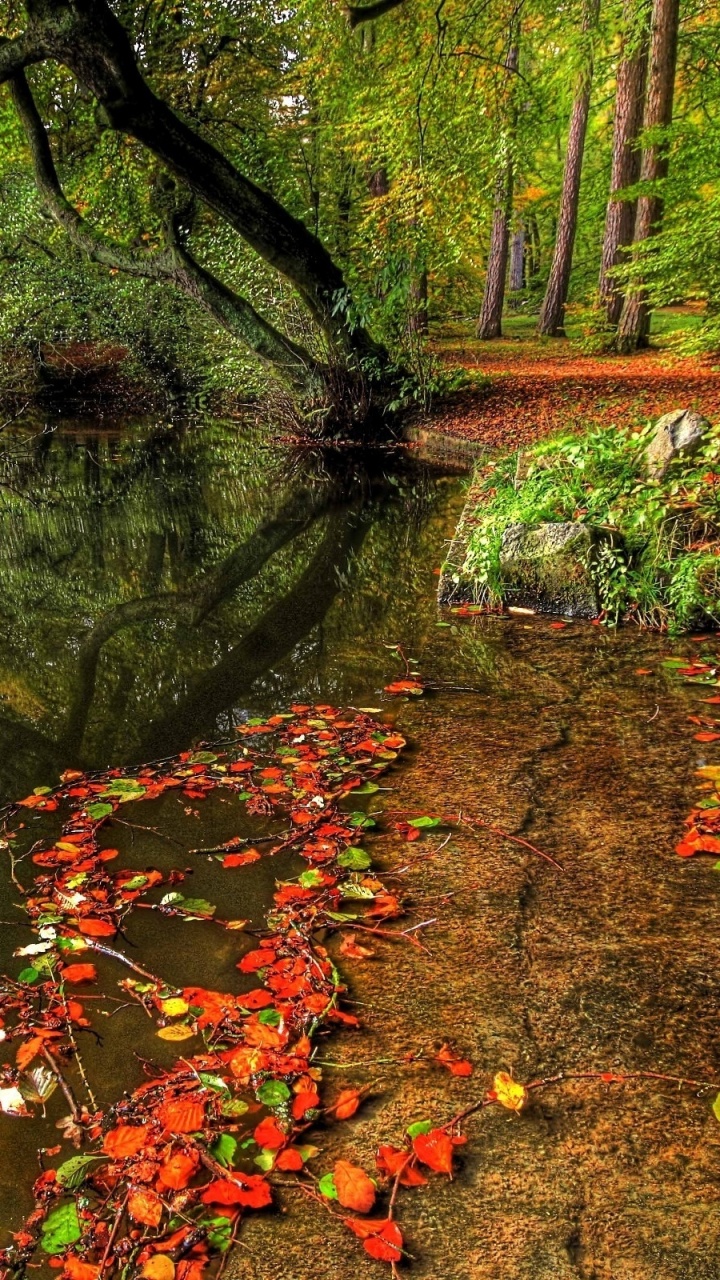 性质, 植被, 落叶, 生态系统, 反射 壁纸 720x1280 允许