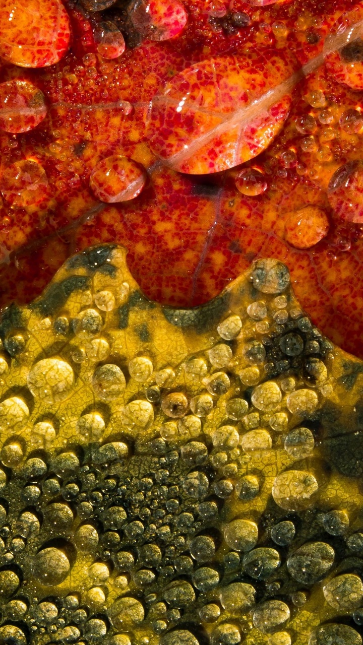 Marine Biologie, Korallenriff, Korallenriff-Fische, Natur, Wirbellose. Wallpaper in 720x1280 Resolution