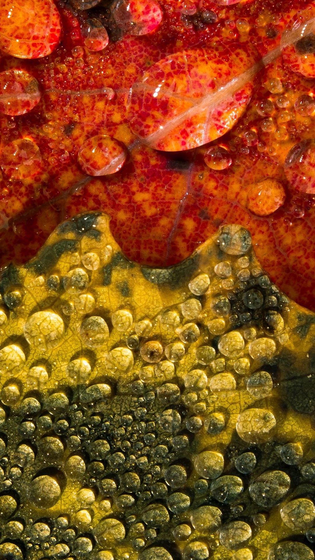 Marine Biology, Coral Reef, Coral Reef Fish, Nature, Marine Invertebrates. Wallpaper in 1080x1920 Resolution