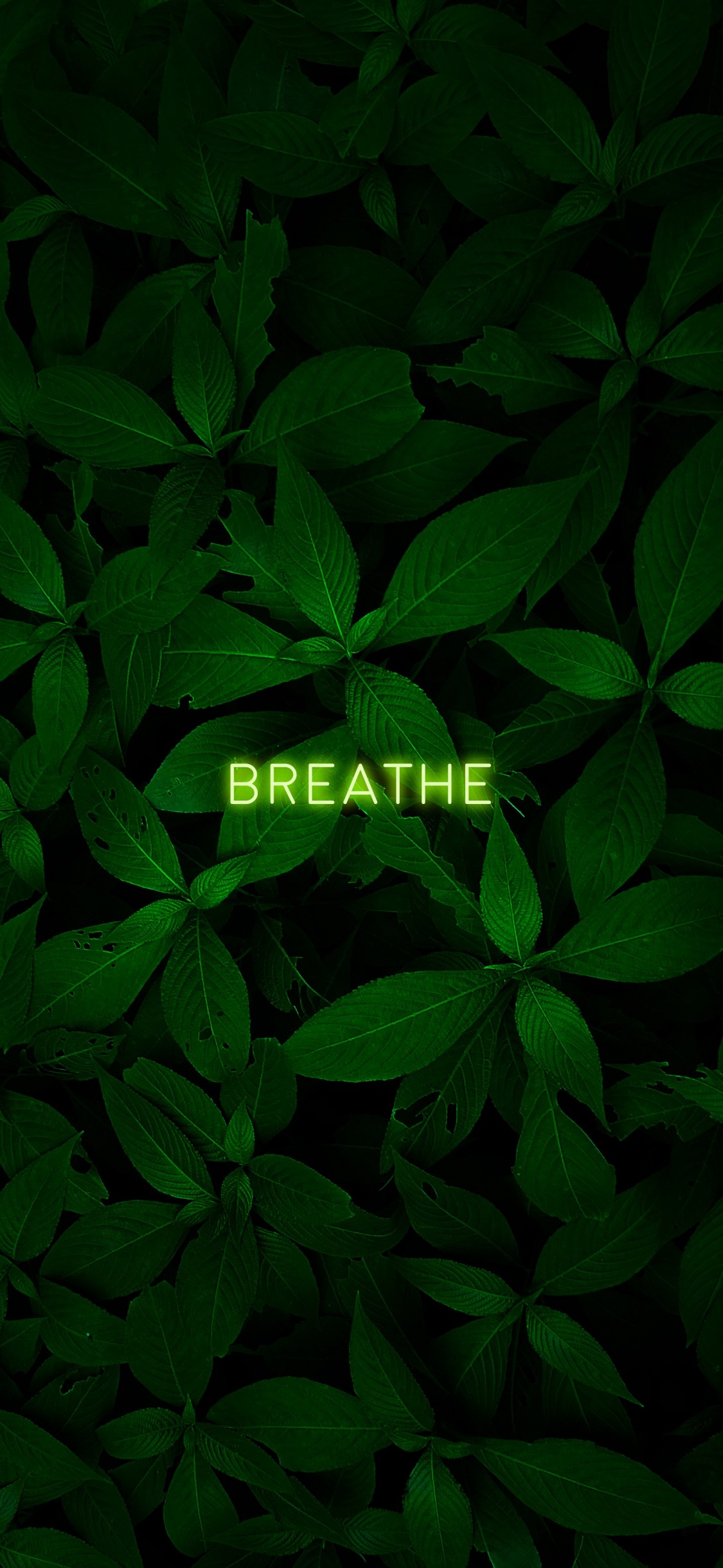 Blatt, Terrestrische Pflanzen, Bodendecker, Blühende Pflanze, Muster. Wallpaper in 1125x2436 Resolution