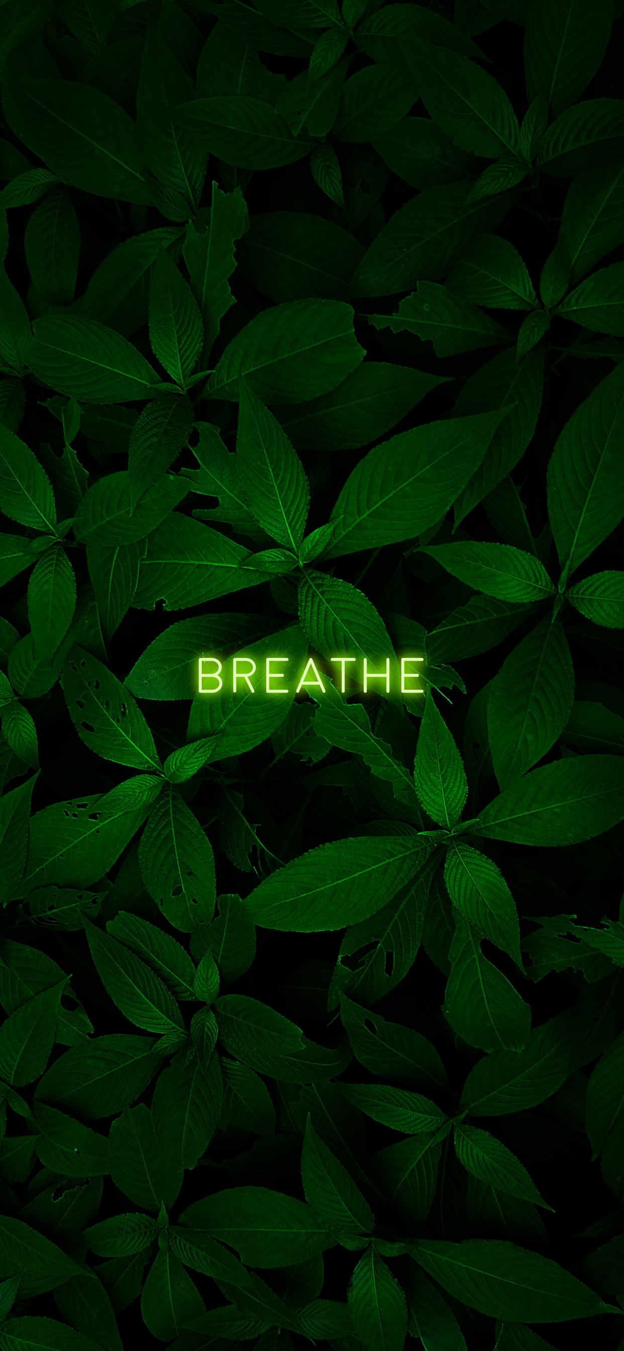 Blatt, Terrestrische Pflanzen, Bodendecker, Blühende Pflanze, Muster. Wallpaper in 1242x2688 Resolution