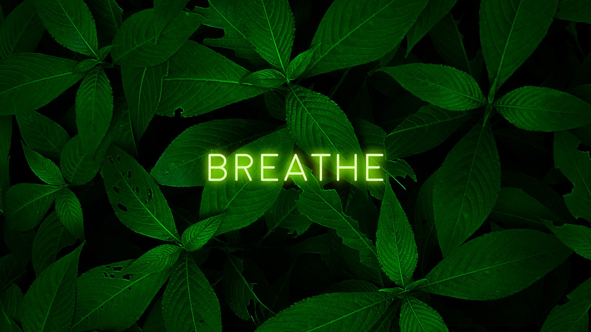 Blatt, Terrestrische Pflanzen, Bodendecker, Blühende Pflanze, Muster. Wallpaper in 1920x1080 Resolution