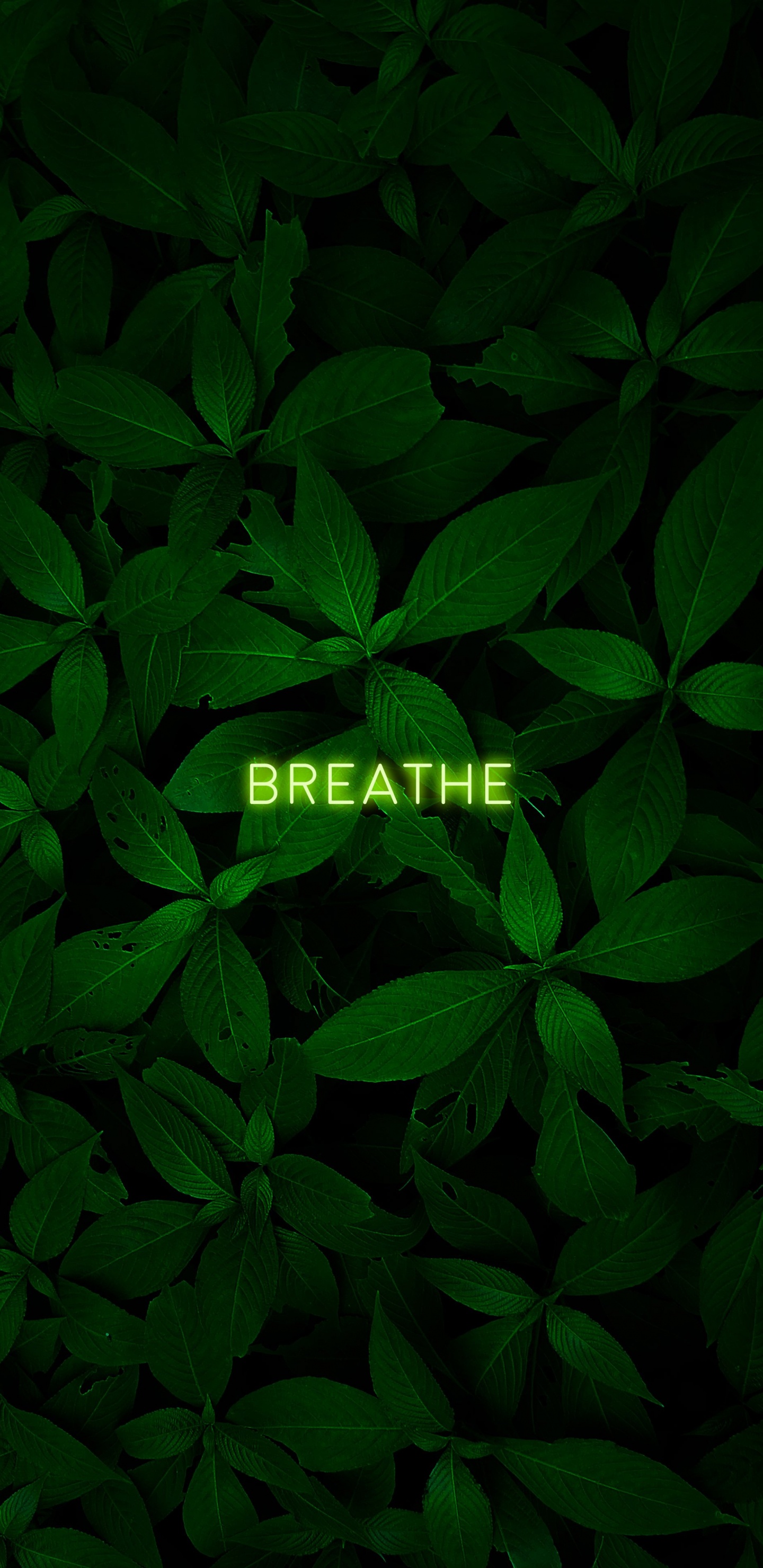 Planta Terrestre, la Cubierta Vegetal, la Floración de la Planta, Patrón, Subshrub. Wallpaper in 1440x2960 Resolution