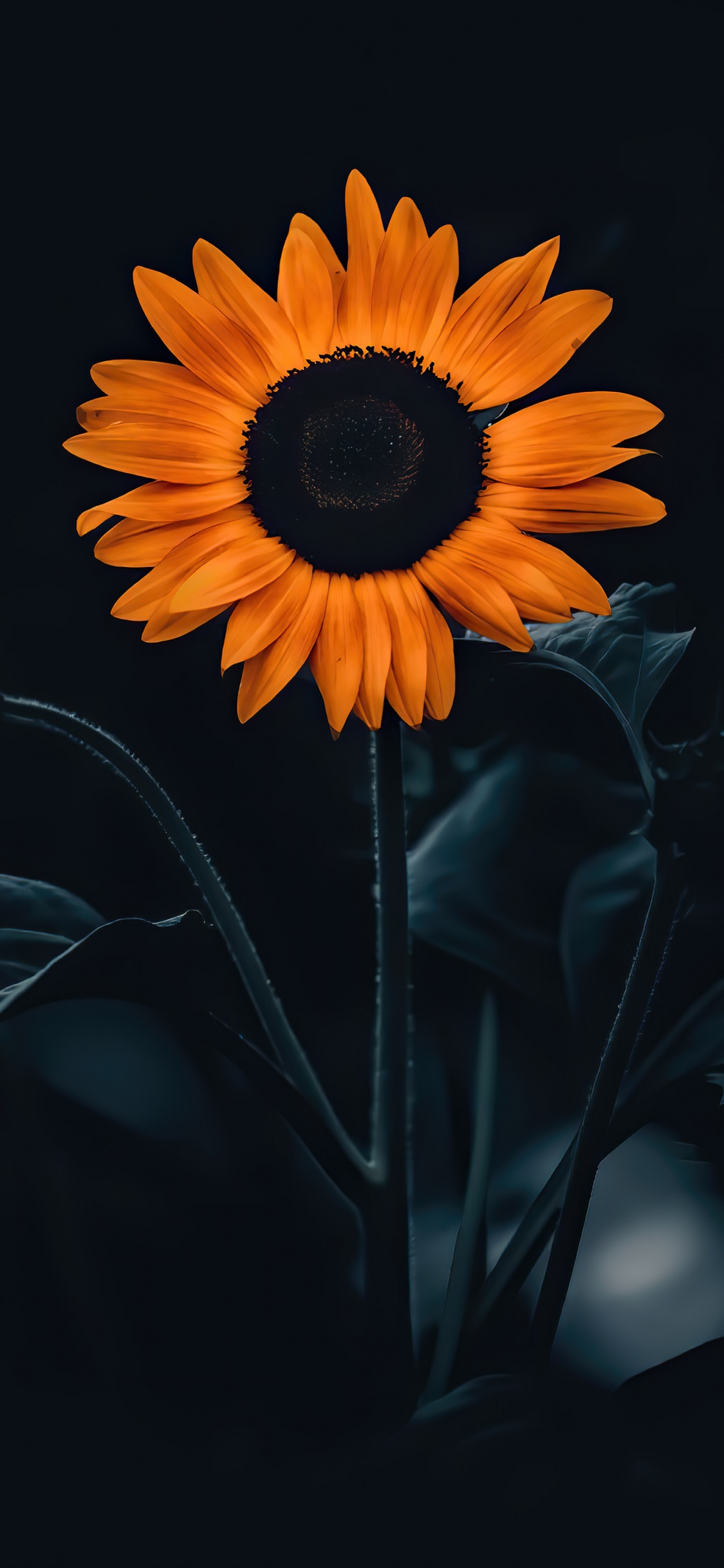 Girasol, Pétalo, Naranja, Planta Anual, la Floración de la Planta. Wallpaper in 1125x2436 Resolution