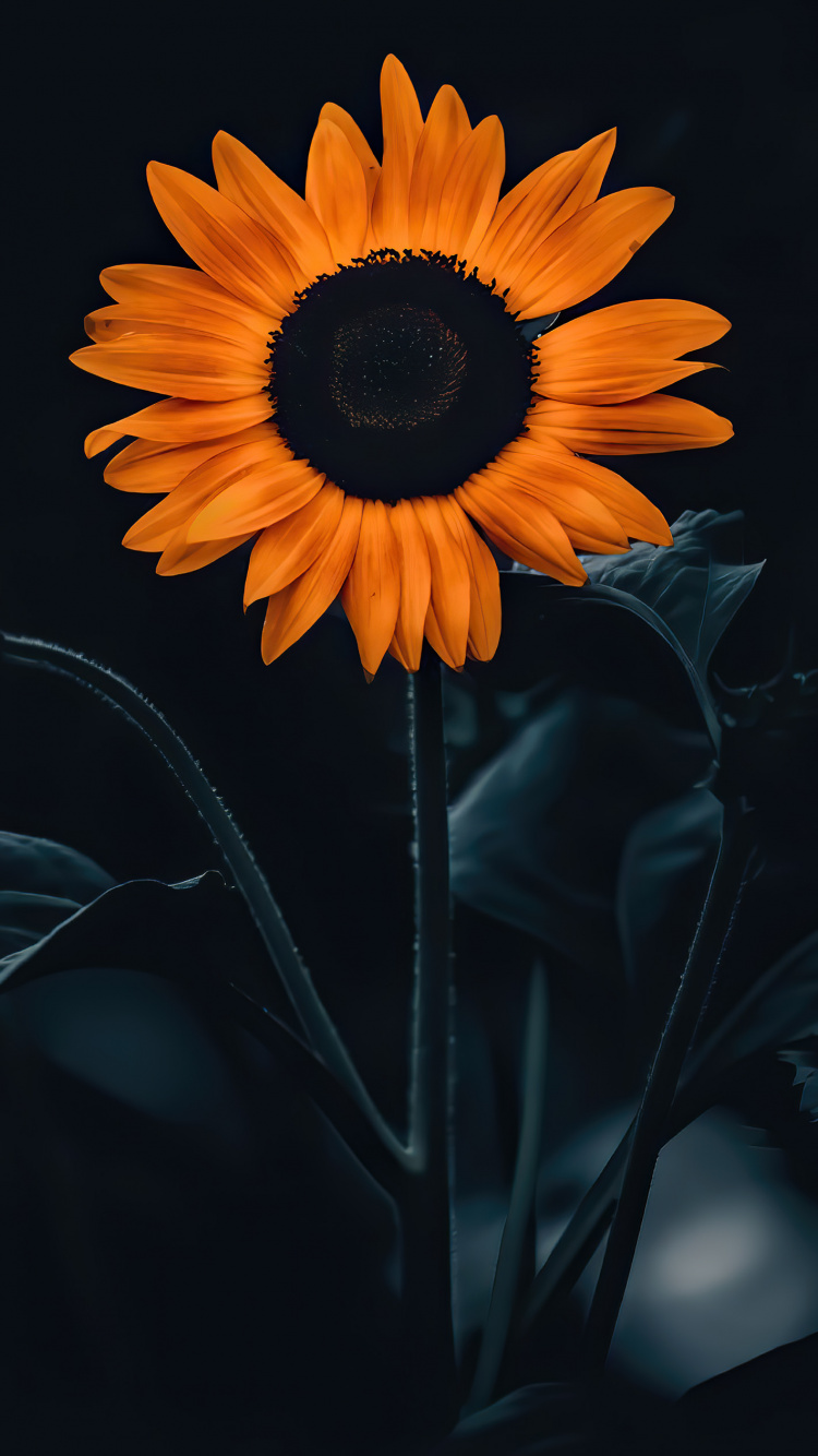 Girasol, Pétalo, Naranja, Planta Anual, la Floración de la Planta. Wallpaper in 750x1334 Resolution