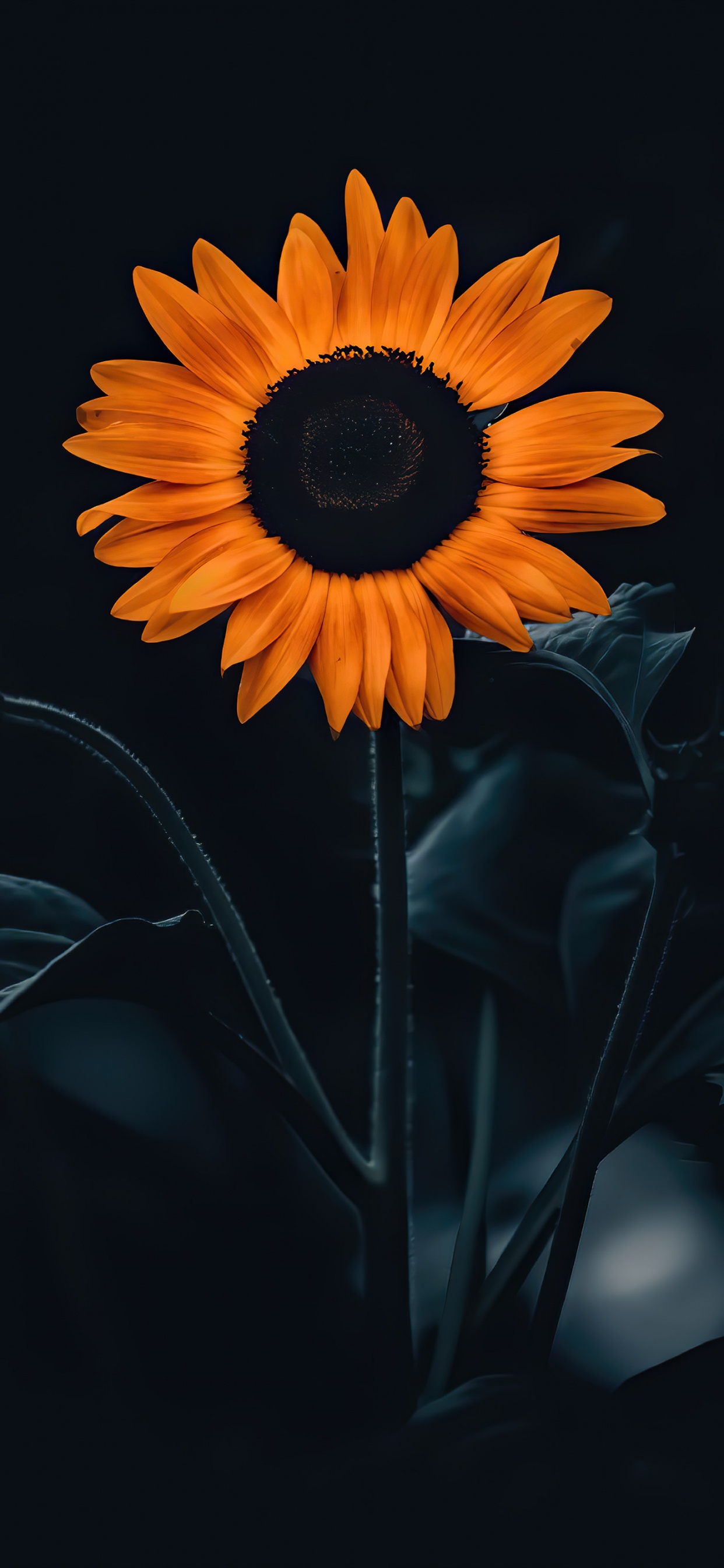Sunflower, Flower, Plant, Petal, Orange. Wallpaper in 1242x2688 Resolution