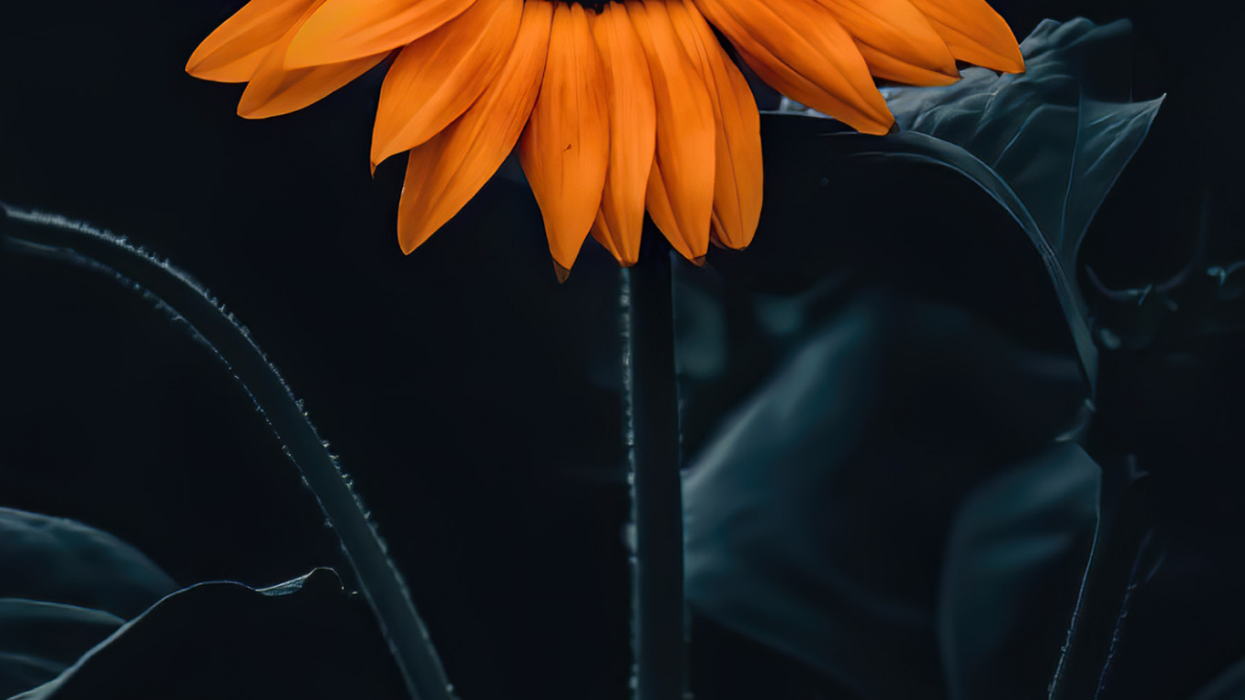 Sunflower, Flower, Plant, Petal, Orange. Wallpaper in 1366x768 Resolution