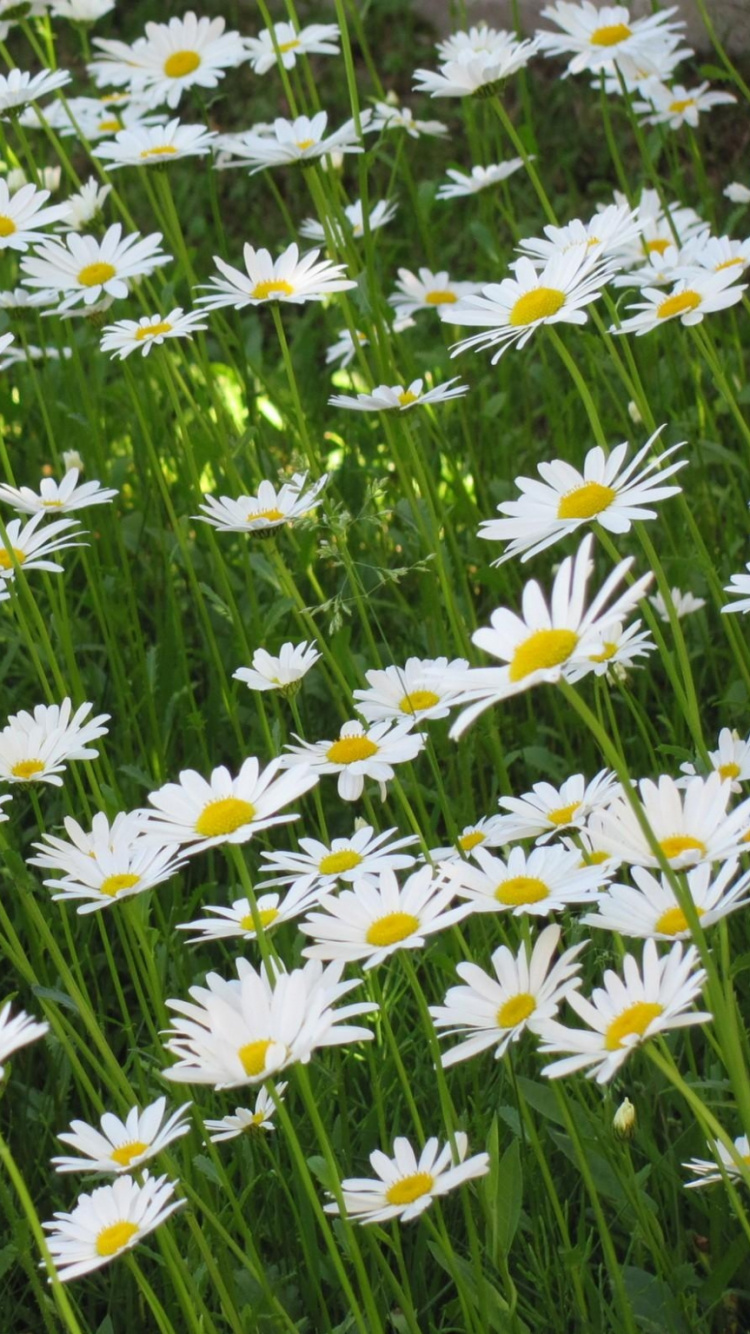 Tagsüber Blühen Weiße Gänseblümchen. Wallpaper in 750x1334 Resolution