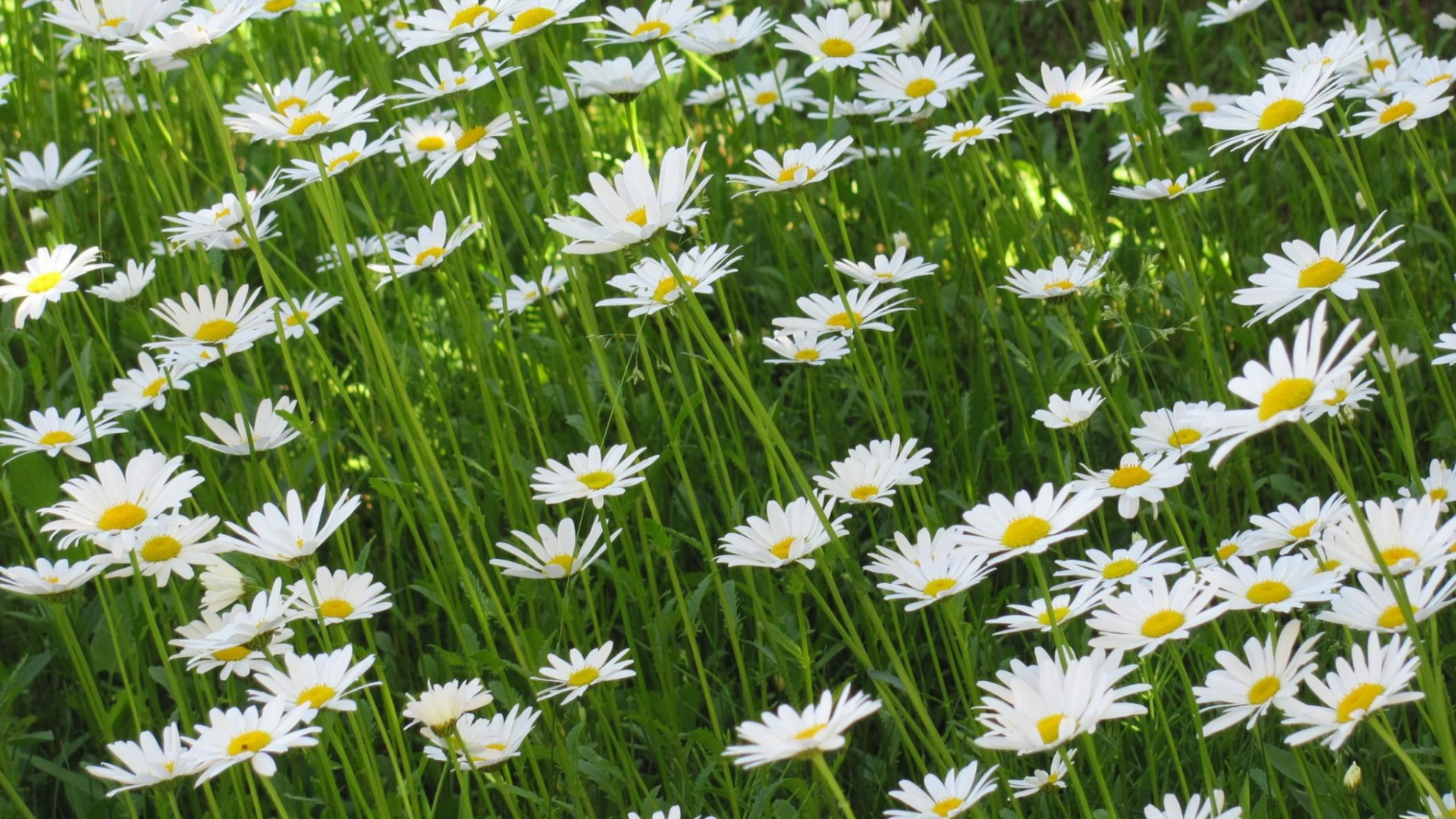 Flores de Margarita Blanca en Flor Durante el Día. Wallpaper in 1920x1080 Resolution