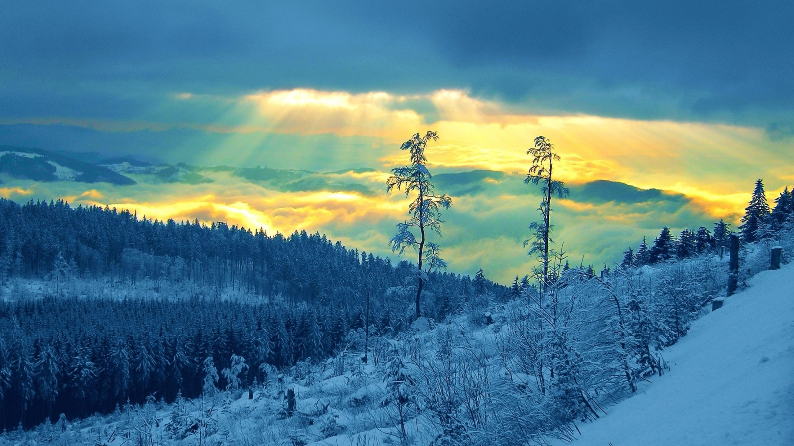 Schneebedeckte Bäume Unter Bewölktem Himmel Tagsüber. Wallpaper in 2560x1440 Resolution