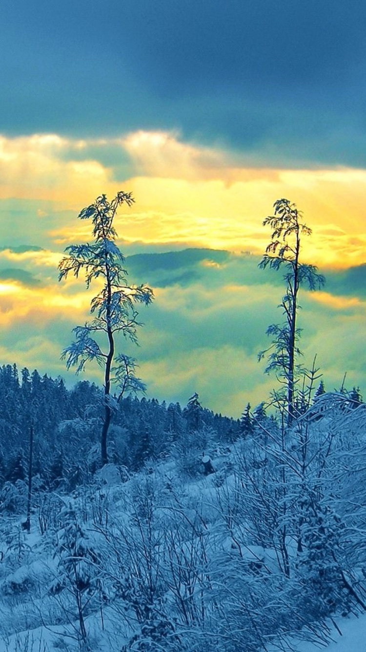 Schneebedeckte Bäume Unter Bewölktem Himmel Tagsüber. Wallpaper in 750x1334 Resolution