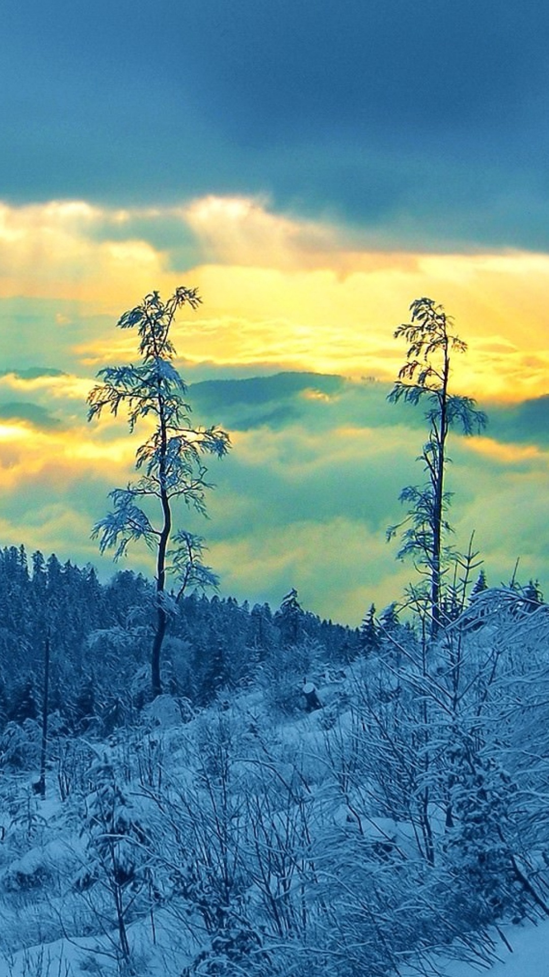 Árboles Cubiertos de Nieve Bajo el Cielo Nublado Durante el Día. Wallpaper in 1080x1920 Resolution