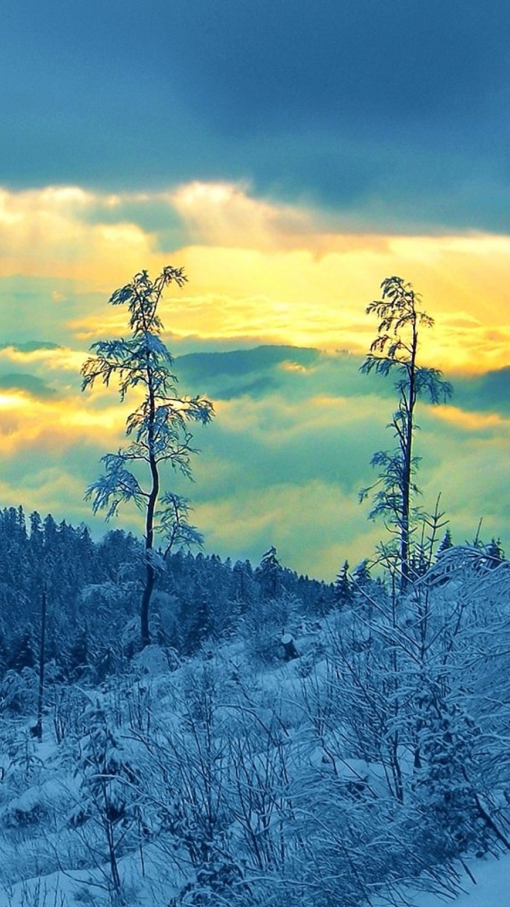 Árboles Cubiertos de Nieve Bajo el Cielo Nublado Durante el Día. Wallpaper in 720x1280 Resolution