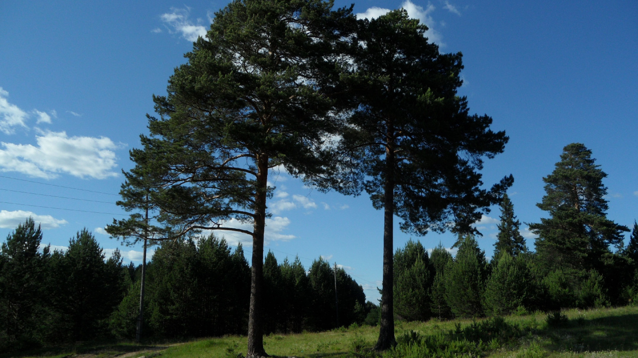Grüne Bäume Auf Grüner Wiese Unter Blauem Himmel Tagsüber During. Wallpaper in 1280x720 Resolution