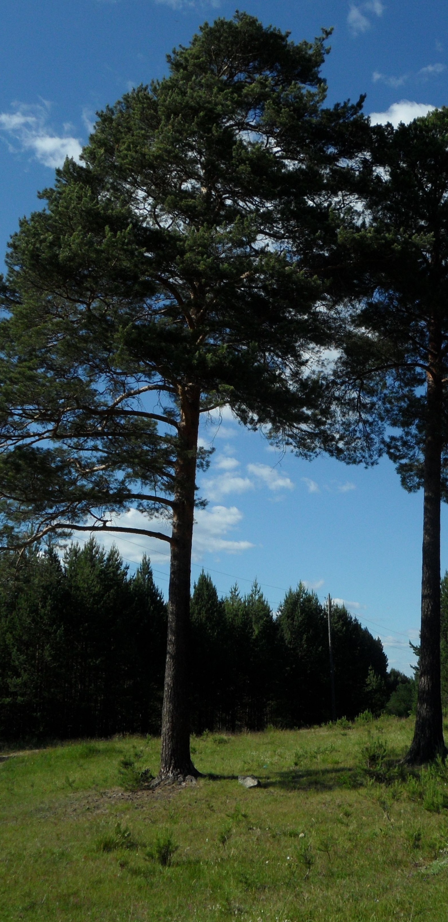 Grüne Bäume Auf Grüner Wiese Unter Blauem Himmel Tagsüber During. Wallpaper in 1440x2960 Resolution