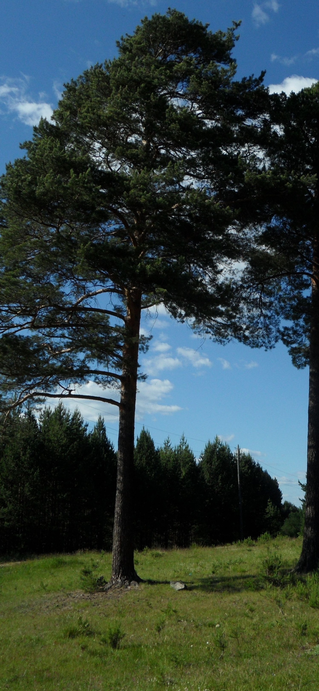 Árboles Verdes en el Campo de Hierba Verde Bajo un Cielo Azul Durante el Día. Wallpaper in 1242x2688 Resolution