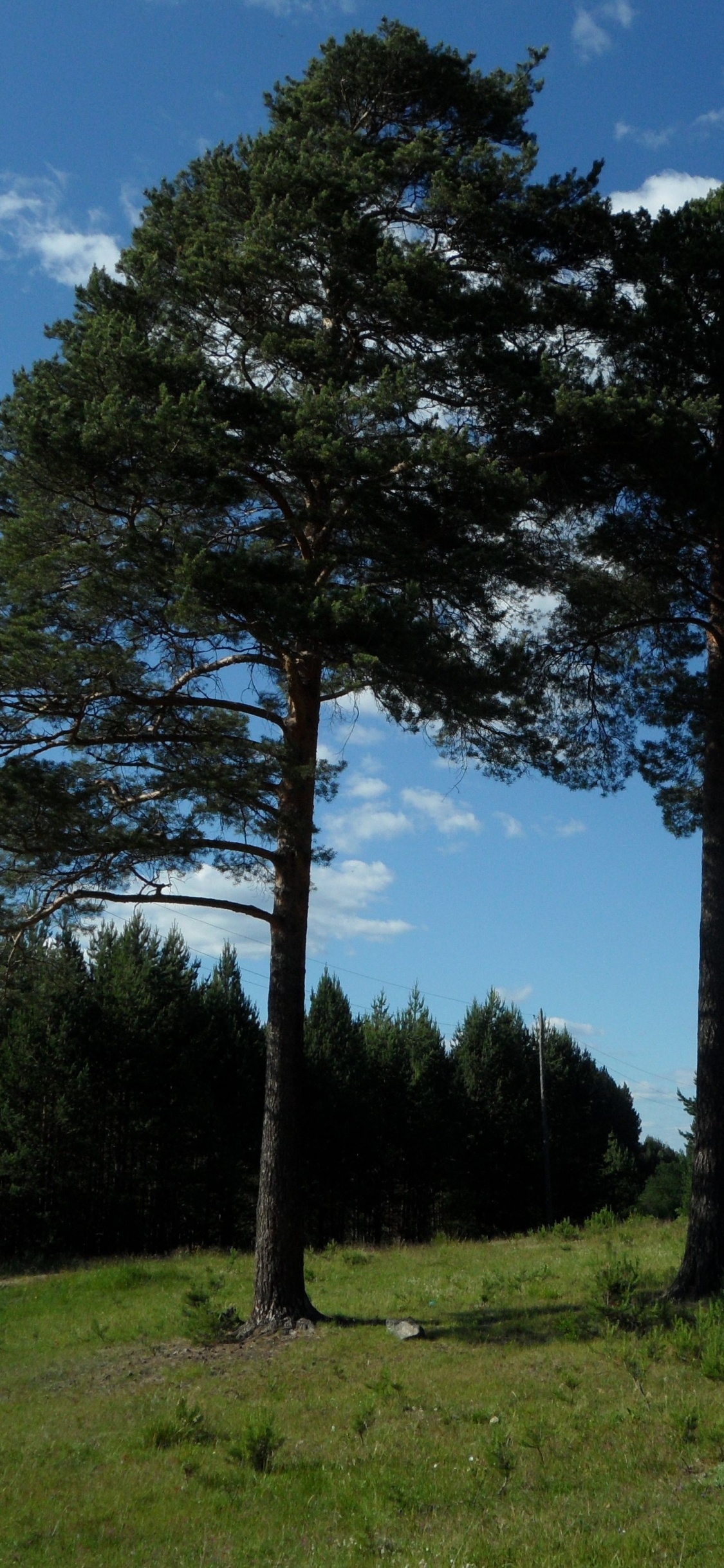 Green Trees on Green Grass Field Under Blue Sky During Daytime. Wallpaper in 1125x2436 Resolution
