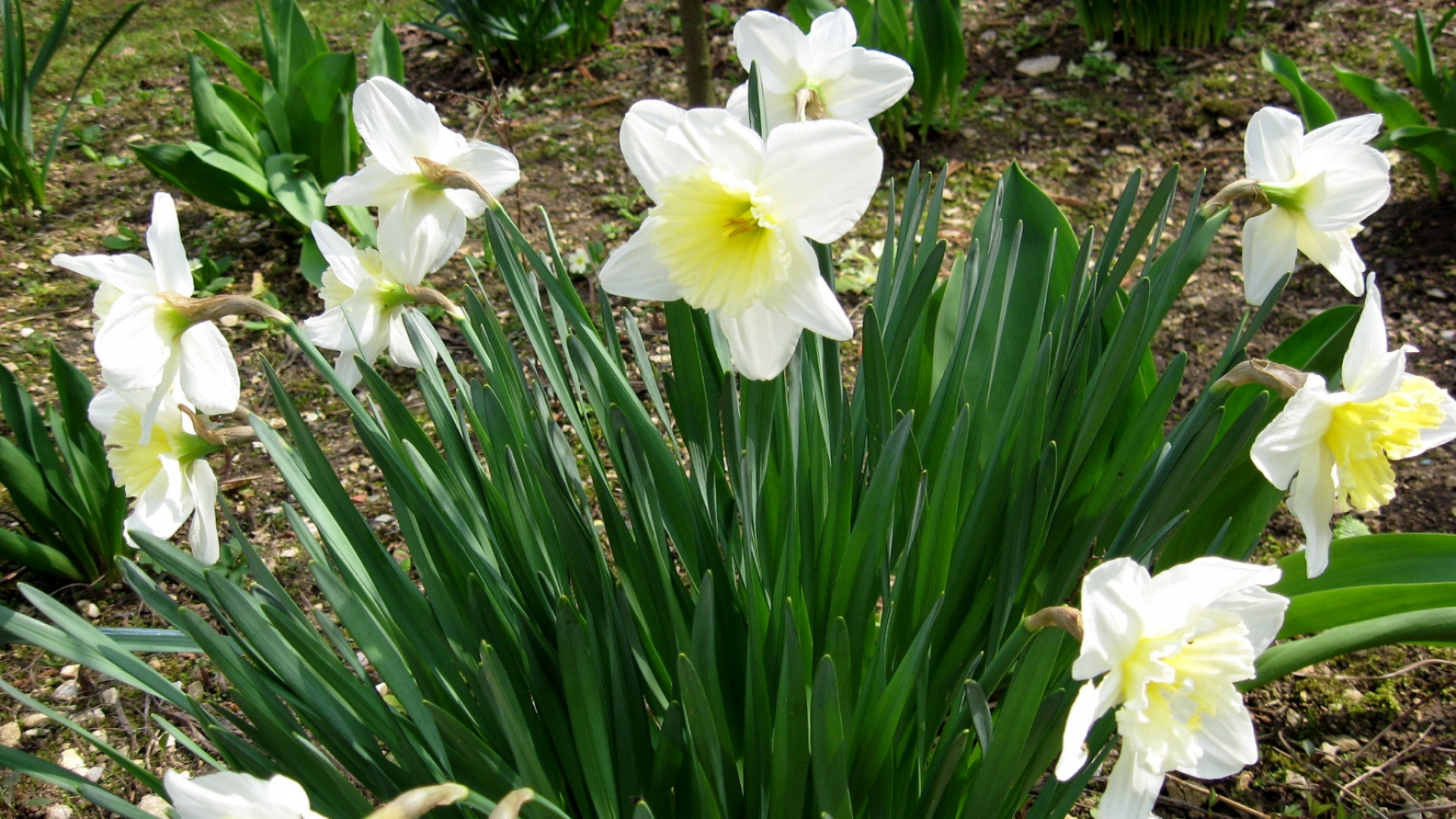 Flores Blancas Con Hojas Verdes. Wallpaper in 1920x1080 Resolution