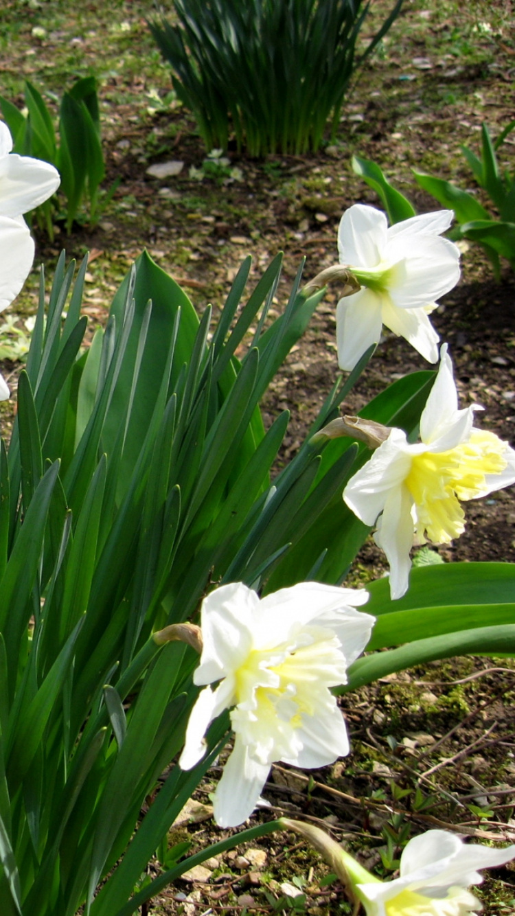 White Flowers With Green Leaves. Wallpaper in 750x1334 Resolution