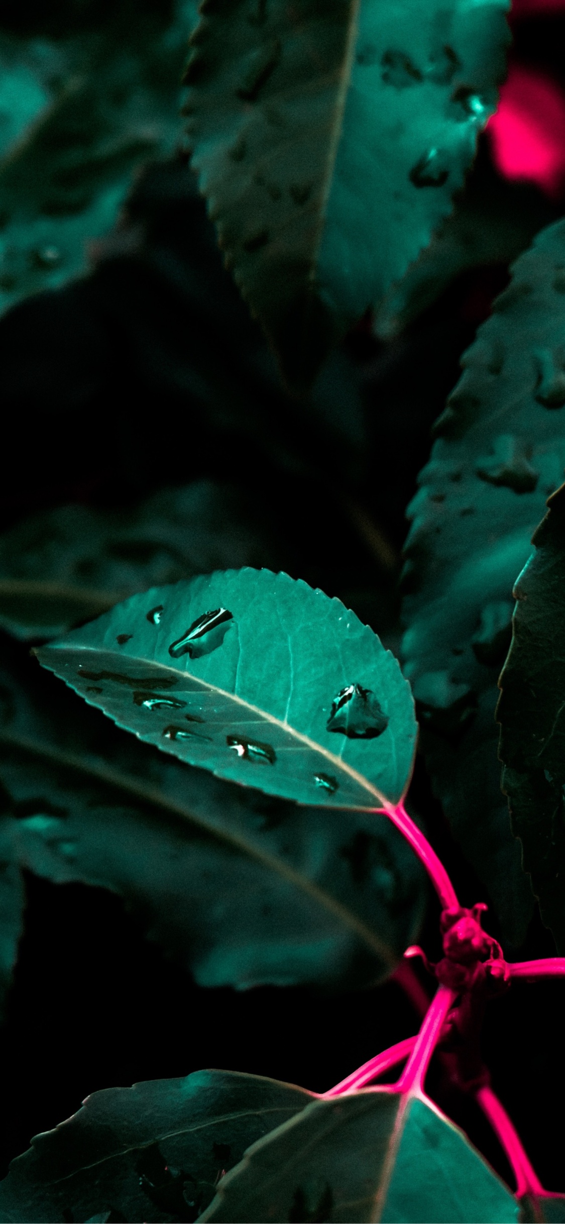Green, Botanique, Pétale, Plante Terrestre, Végétation. Wallpaper in 1125x2436 Resolution