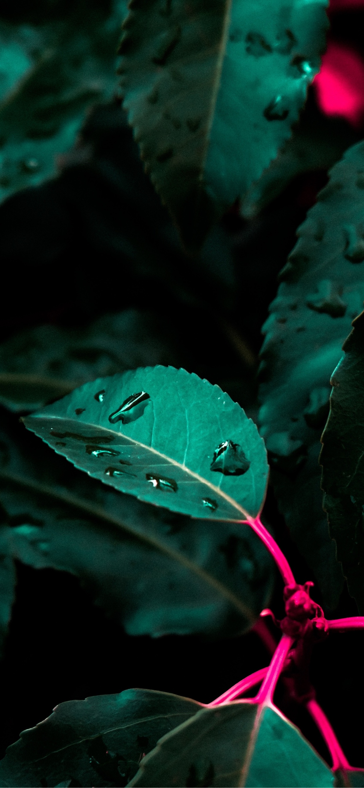 Green, Botanique, Pétale, Plante Terrestre, Végétation. Wallpaper in 1242x2688 Resolution