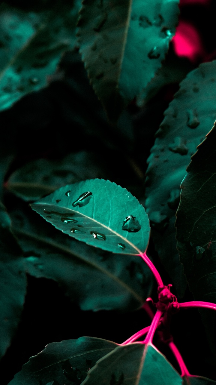 Green, Botanique, Pétale, Plante Terrestre, Végétation. Wallpaper in 720x1280 Resolution